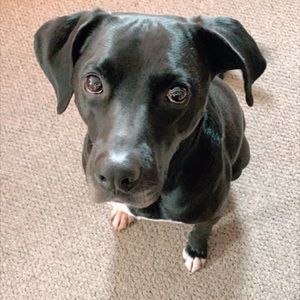 Meet your Posher, Abigail